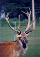 Stag 2 - 28K